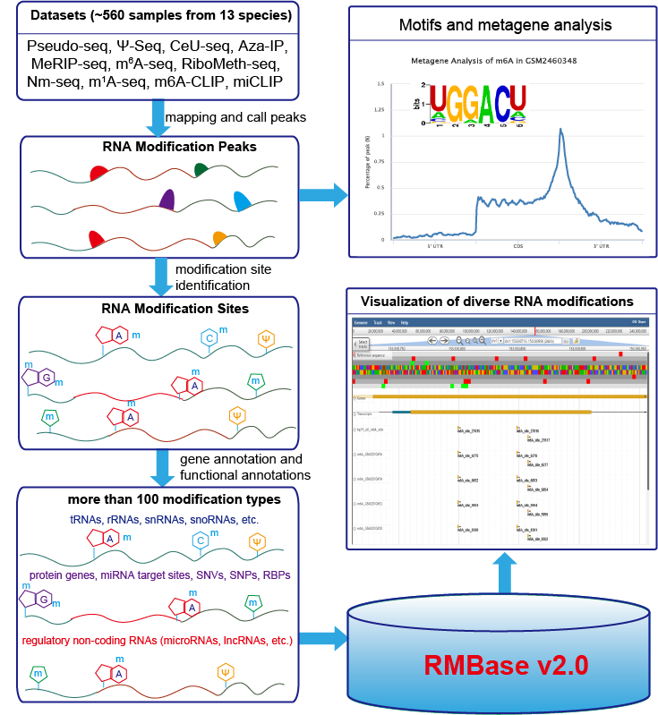 RMBase v2.0 workflow